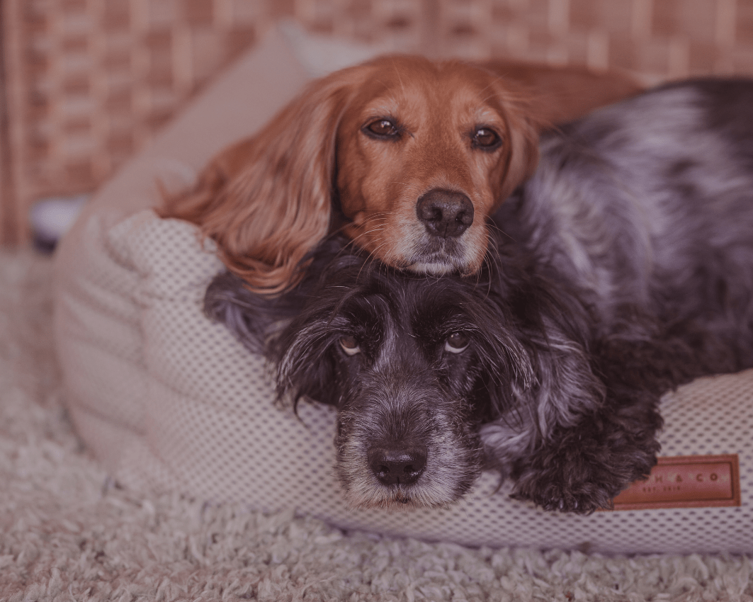 THE CHATSWORTH | LUXURY MEMORY FOAM BED