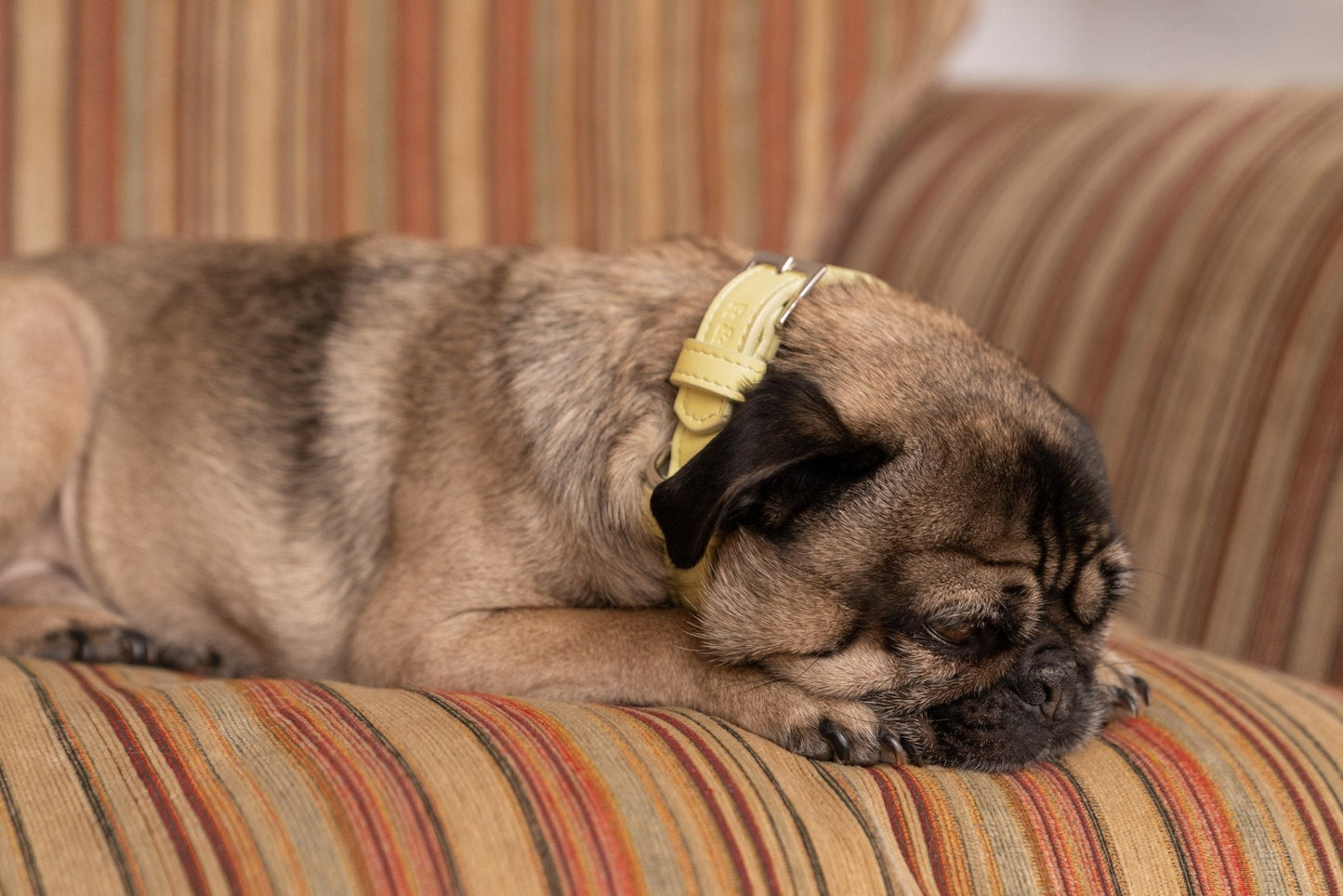 Yellow Leather Dog Collar