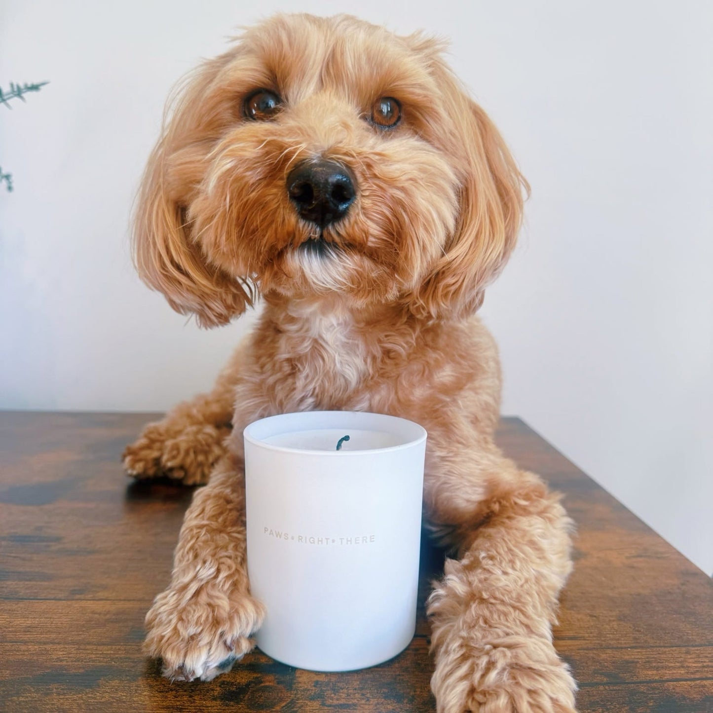 “Goodbye Wet Dog” Purifying - Pet Friendly Candle