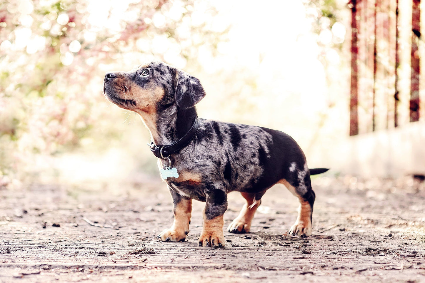 Black Leather Dog Collar