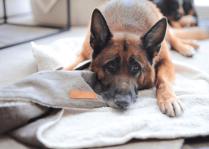 Luxury Washable Tweed Dog Blanket | Lincoln