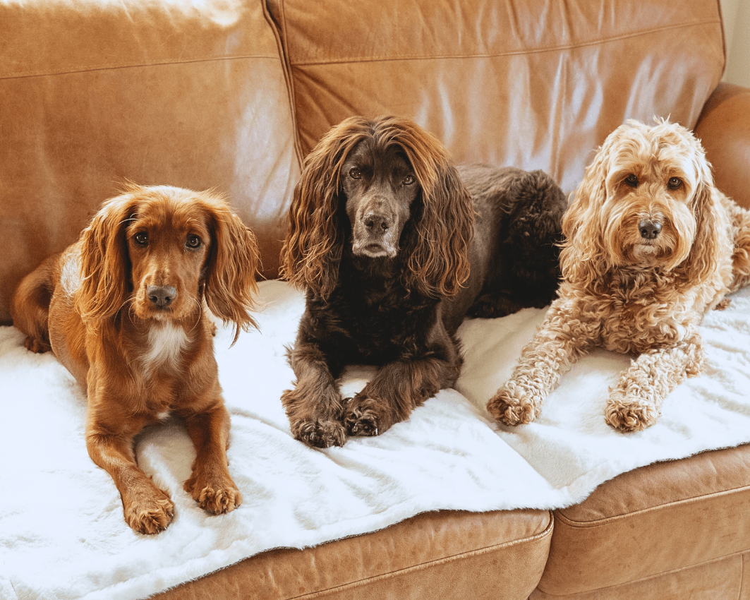 Luxury Washable Tweed Dog Blanket | Lincoln