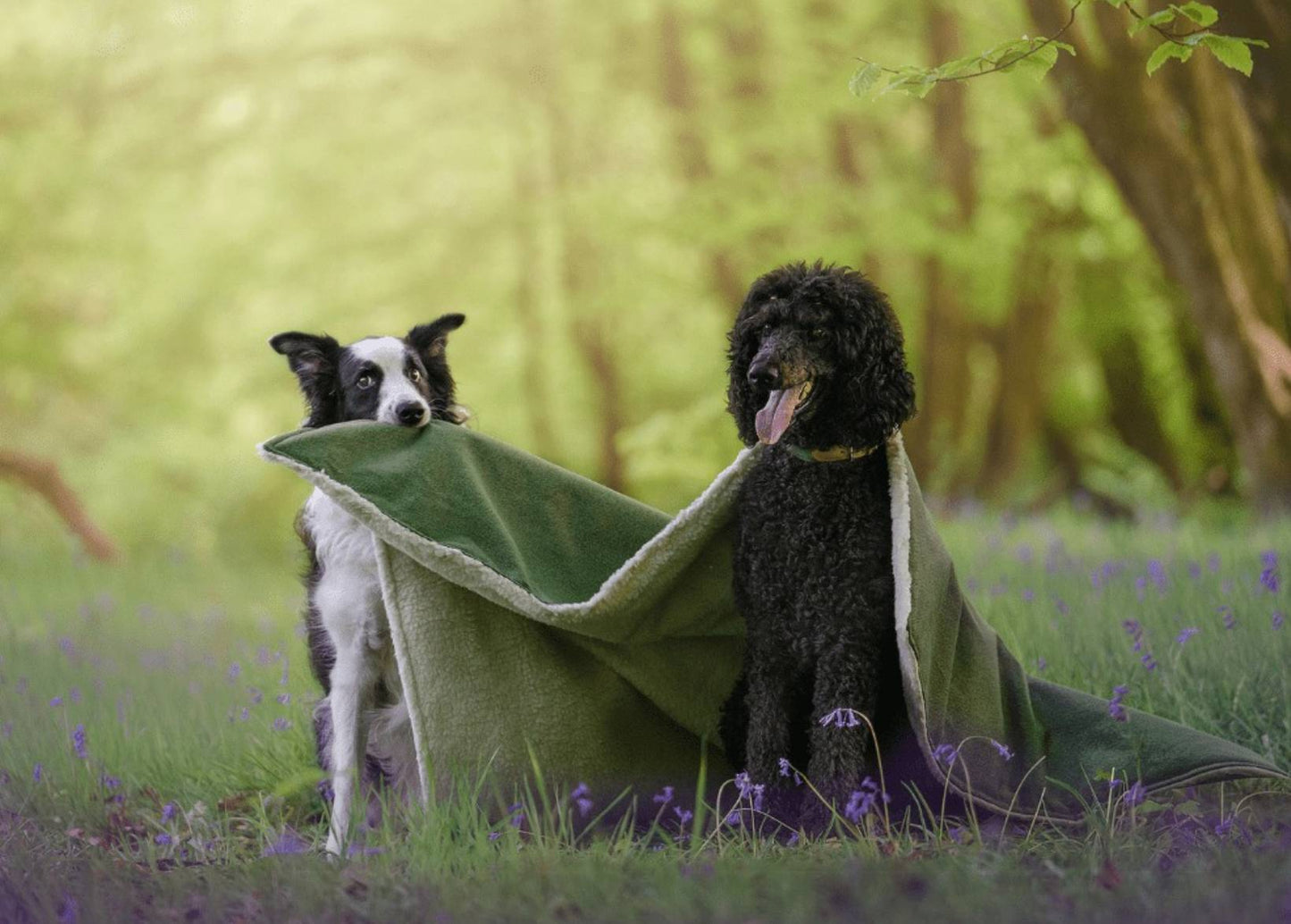 Luxury Washable Green Dog Blanket | Richmond