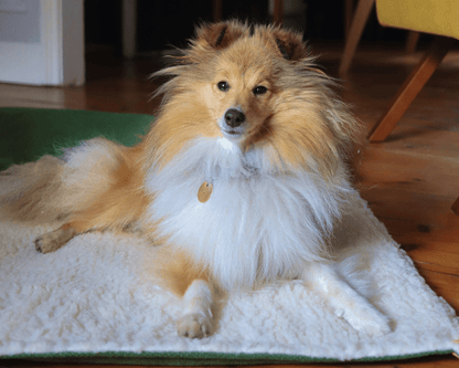 Luxury Washable Green Dog Blanket | Richmond