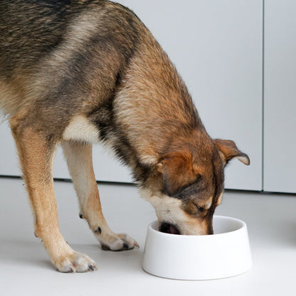 White Crystal Marble Dog Bowl