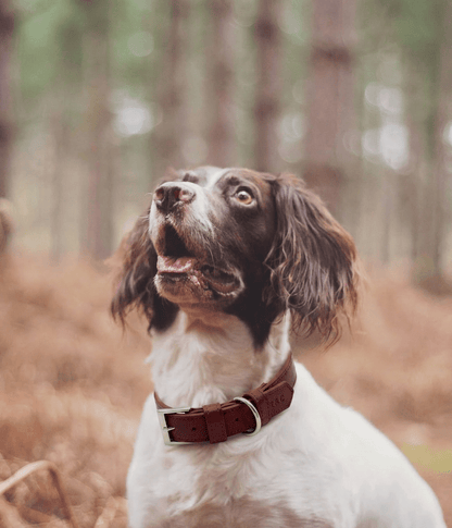 Oxblood Red Leather Dog Collar