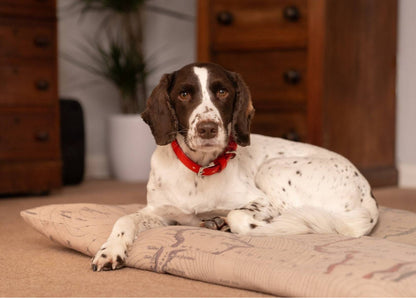 Red Leather Dog Collar