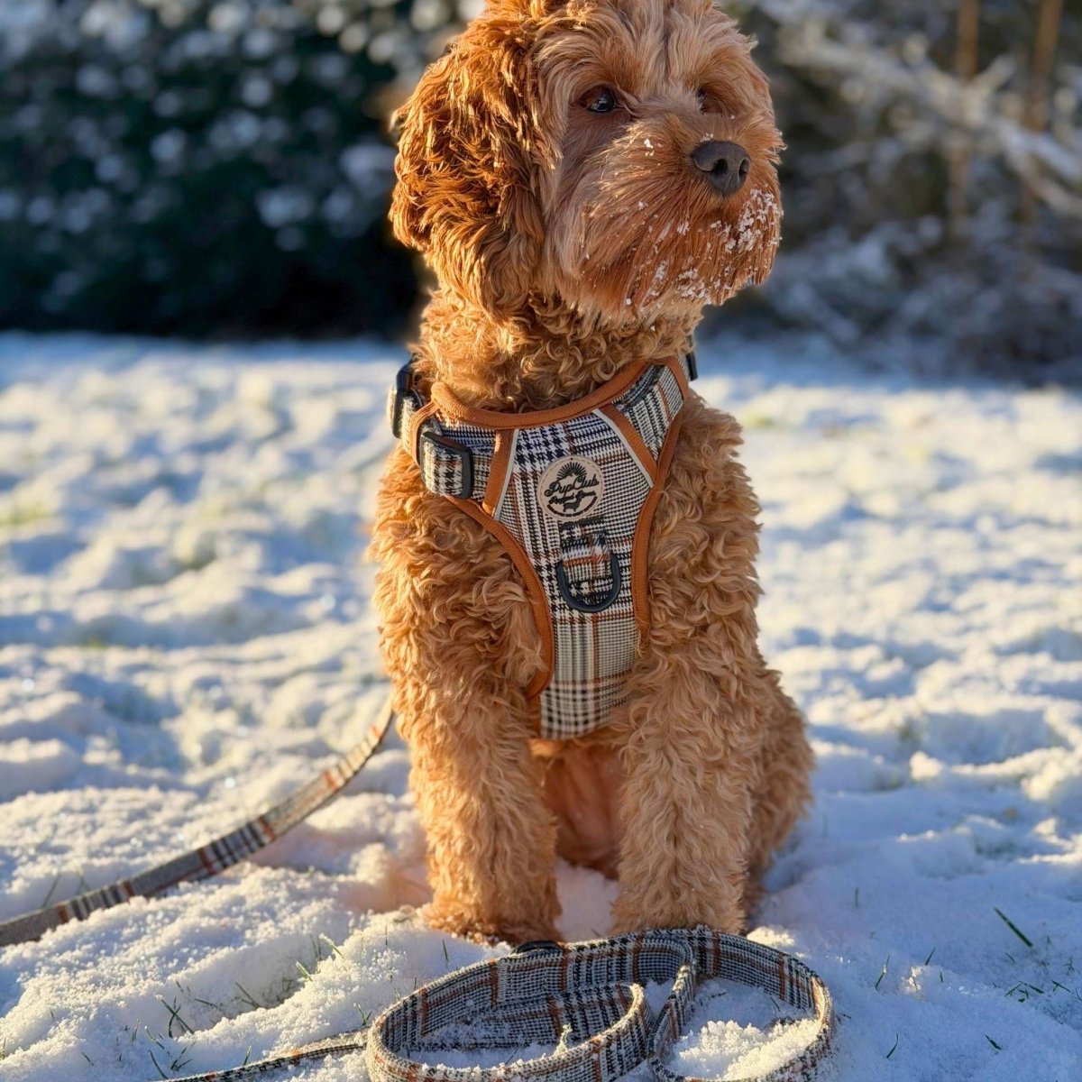 Rugged Rover™ Harness - Foxbury Plaid