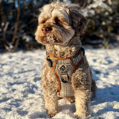 Rugged Rover™ Harness - Foxbury Plaid