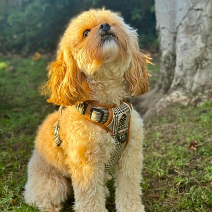 Rugged Rover™ Harness - Foxbury Plaid