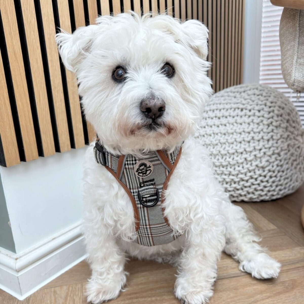 Rugged Rover™ Harness - Foxbury Plaid