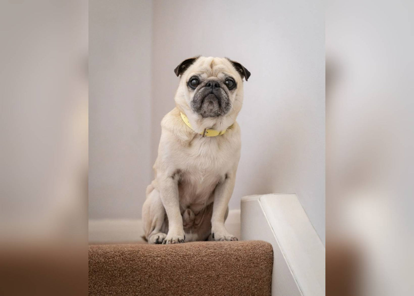 Yellow Leather Dog Collar
