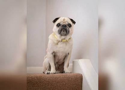 Yellow Leather Dog Collar